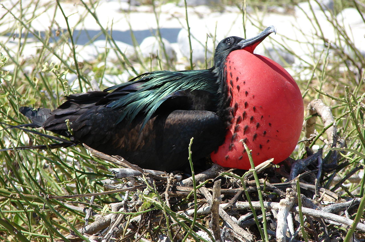 En-tuhaf-20-kus-13-great-frigatebird-firkateyn-kusu-HaberPop.jpg