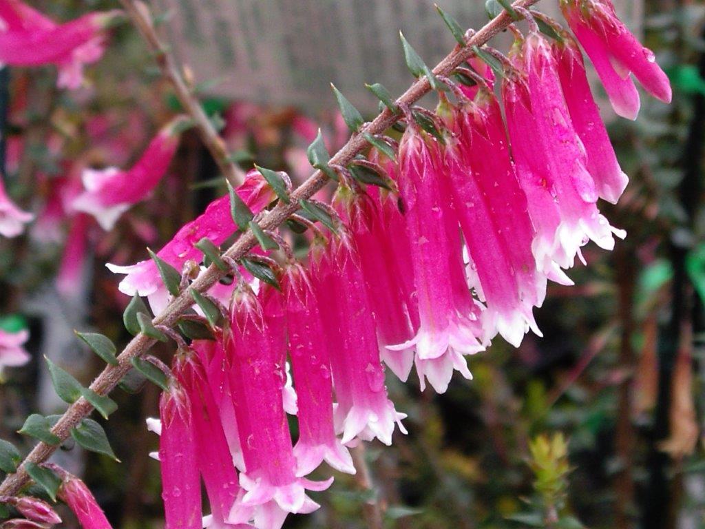 Epacris-impressa.jpg