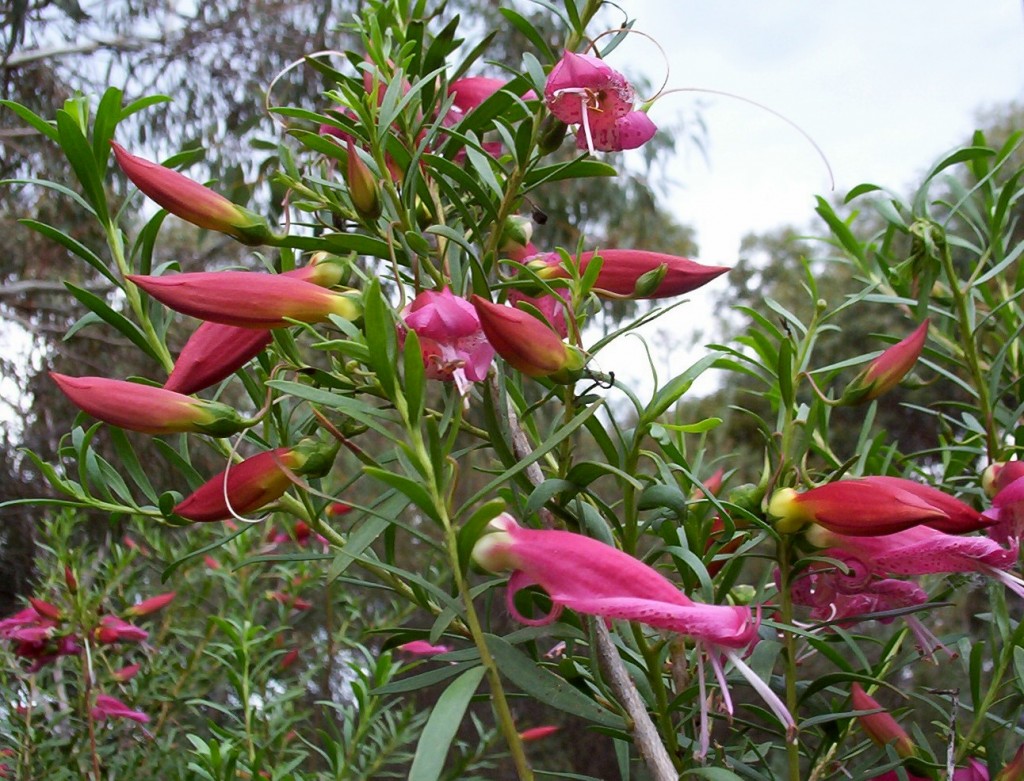 eremophila_maculata_dark_pink100_4447.jpg