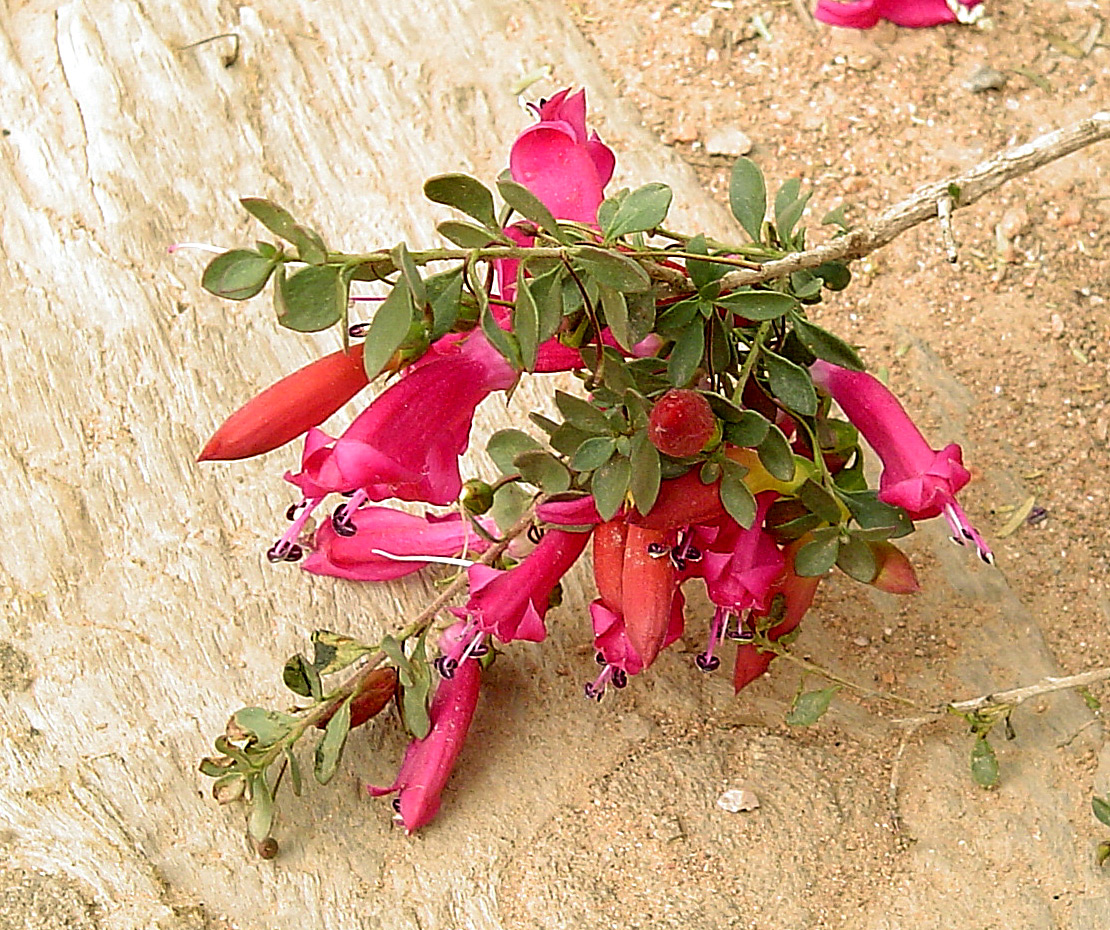 Eremophila_maculata_'Valentine'-5.jpg