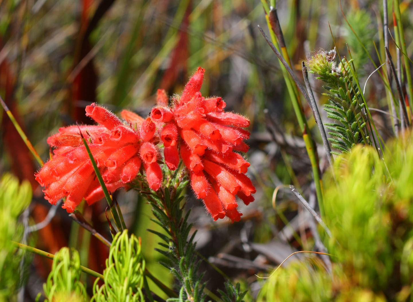 Erica cerinthoides.jpg