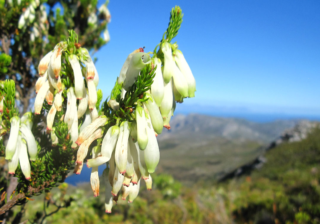 Erica mammosa Silvermine.jpg