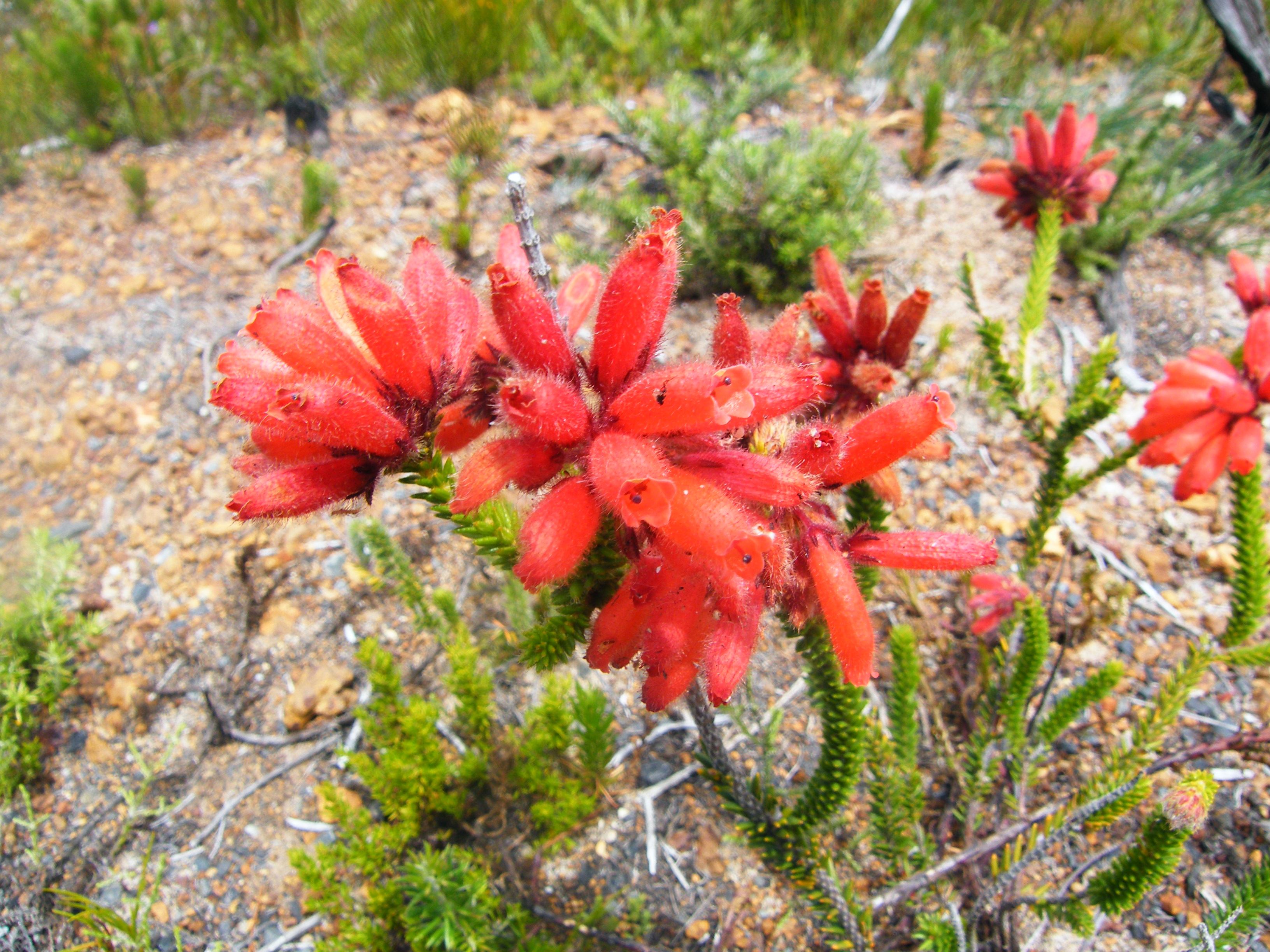 Erica_cerinthoides_flower.JPG