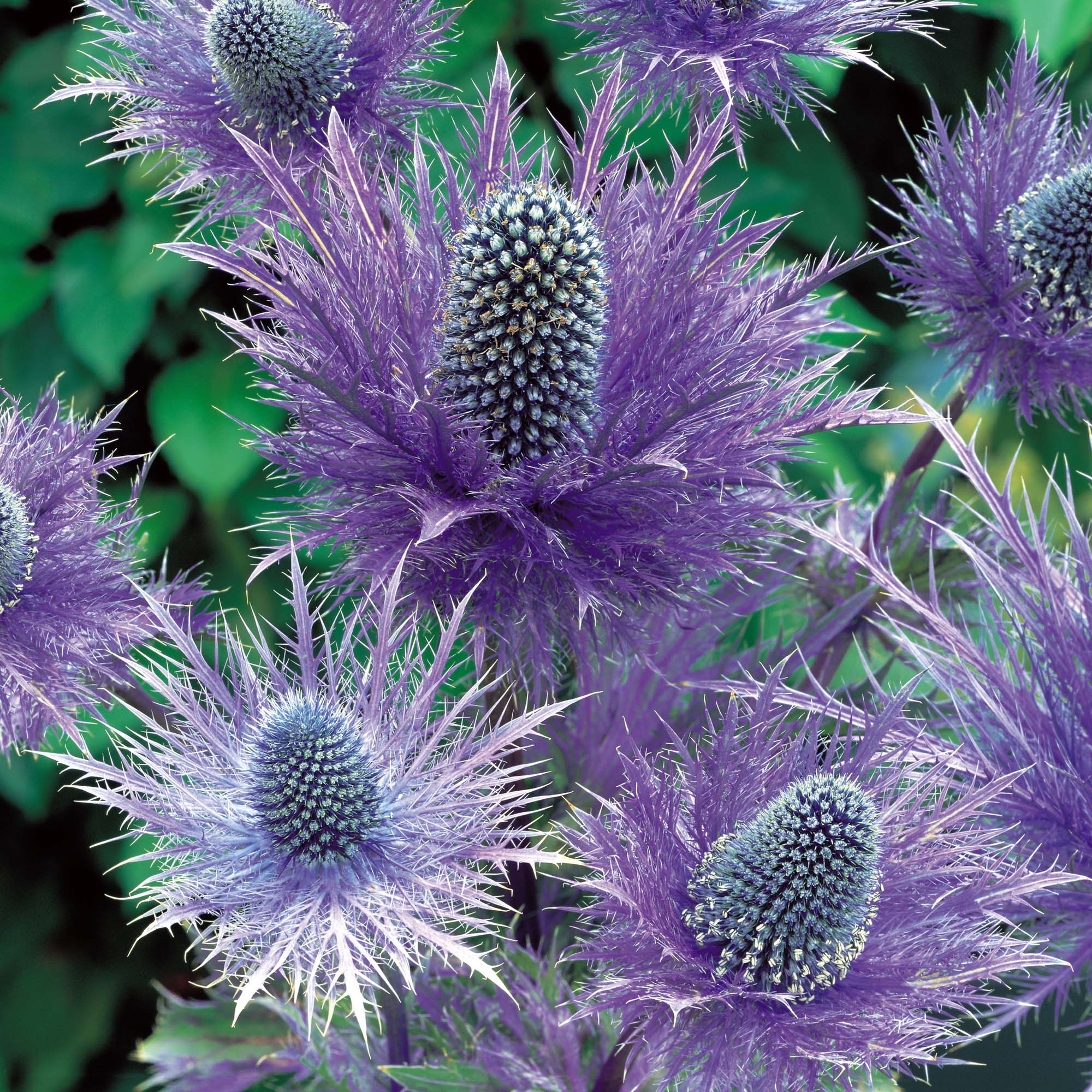 Eryngium.jpg