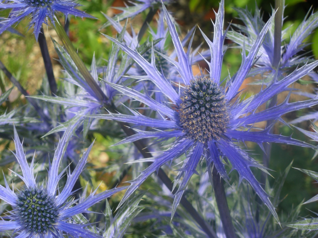 Eryngium_04.jpg