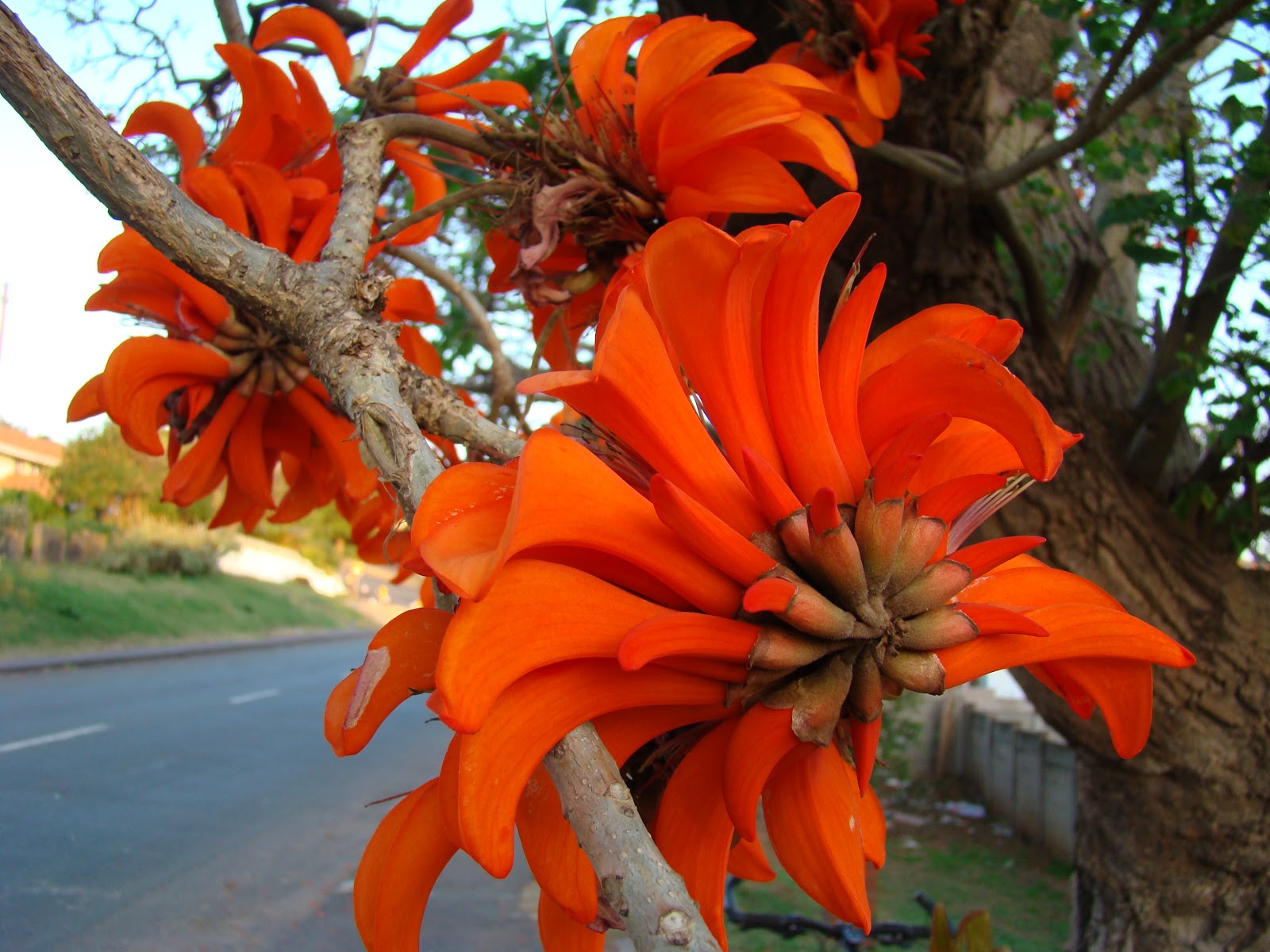 erythrina caffra 8.JPG