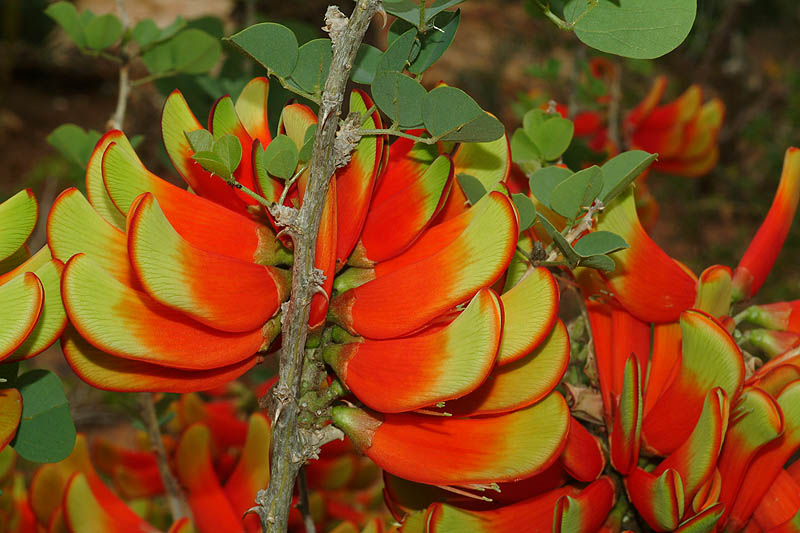 erythrina_acanthocarpa75.jpg