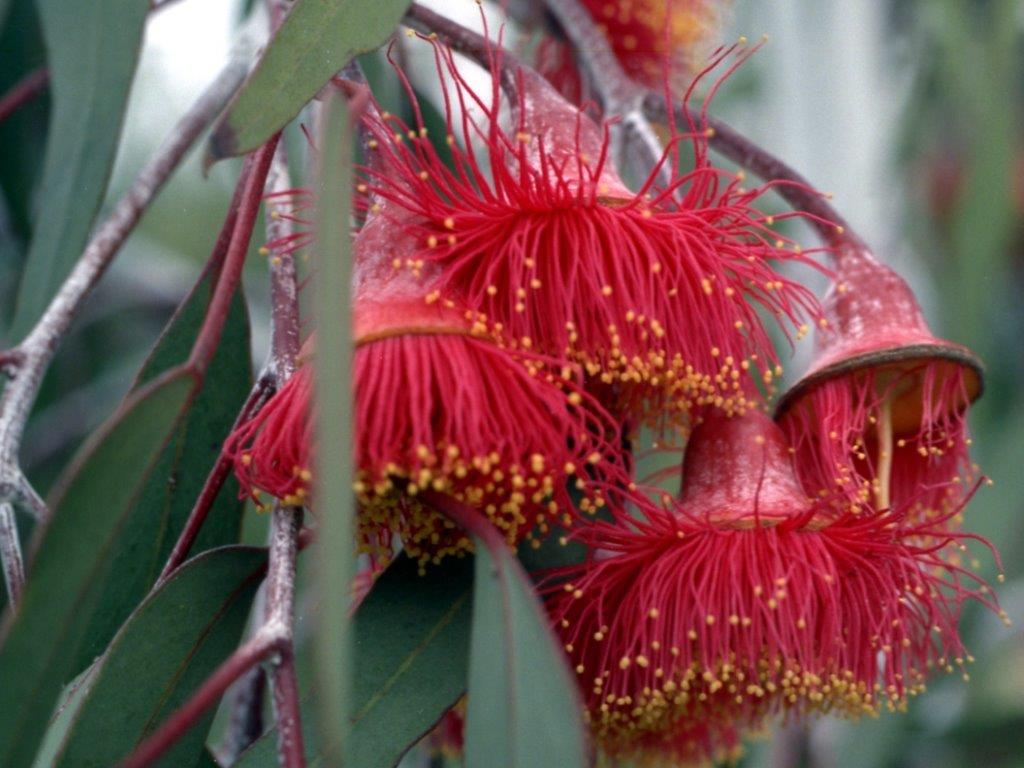 Eucalyptus-caesia.jpg