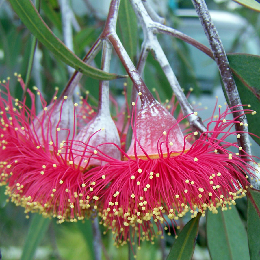 eucalyptus-caesia.jpg