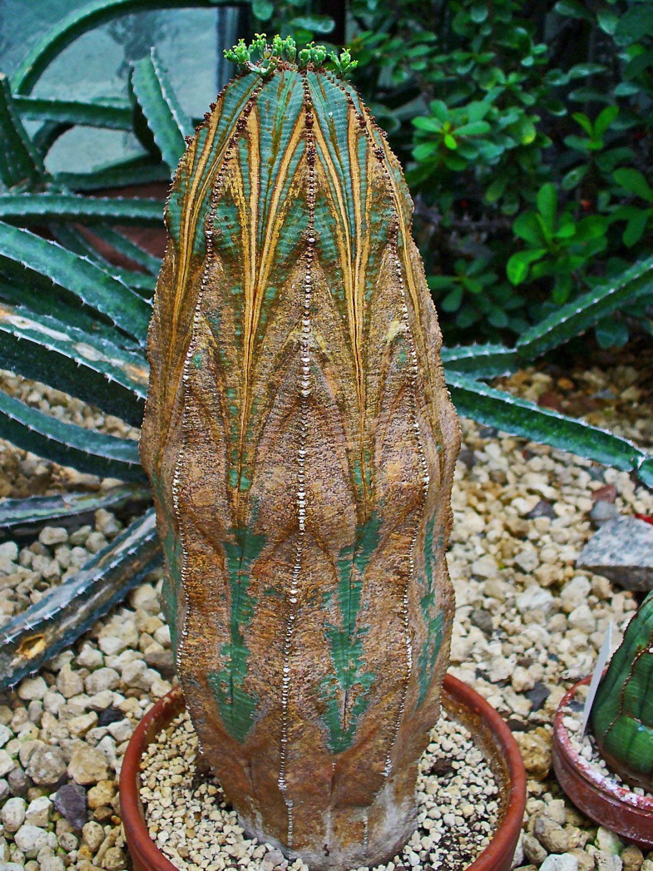 Euphorbia_obesa_001.JPG