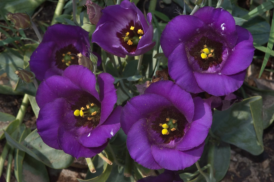 eustoma_1.jpg