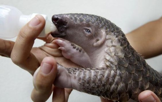 f641c8bb421d65198458aad4916516ff--scaly-anteater-baby-pangolin.jpg