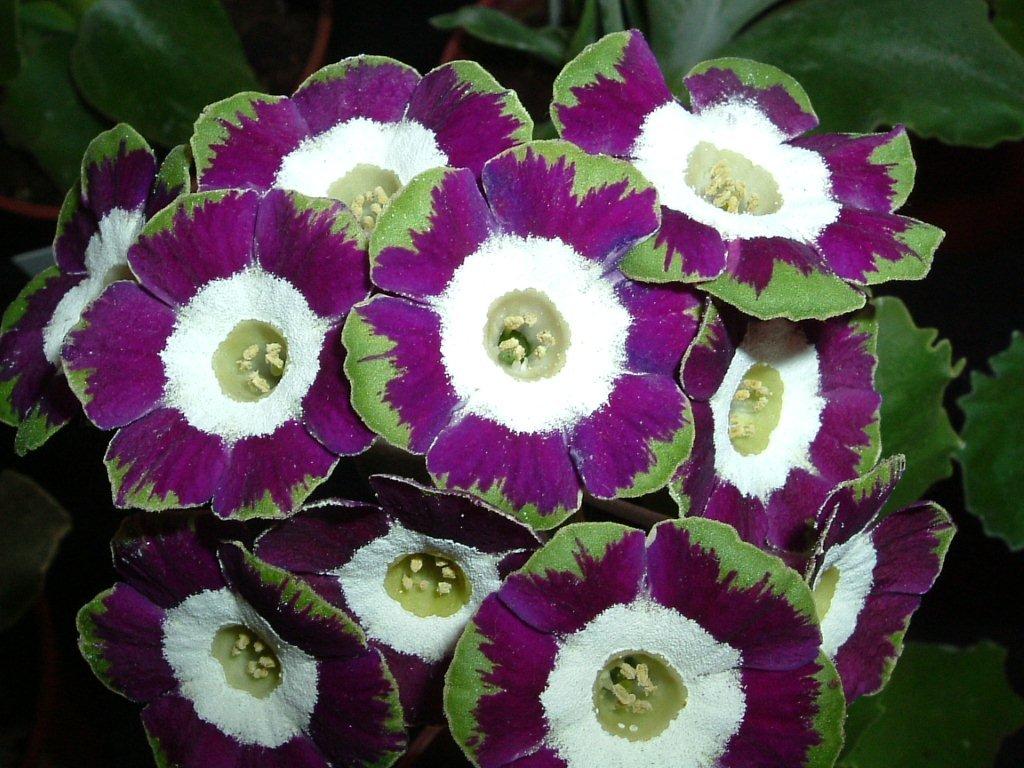 Fancy Auricula OLD TIMER.jpg