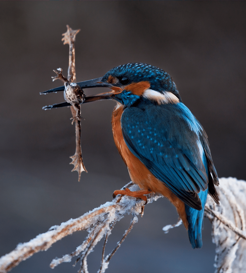 Female-of-common-kingfisher-Alcedo-atthis-with-a-catch-of-a-young-frog-Rana-sp.png