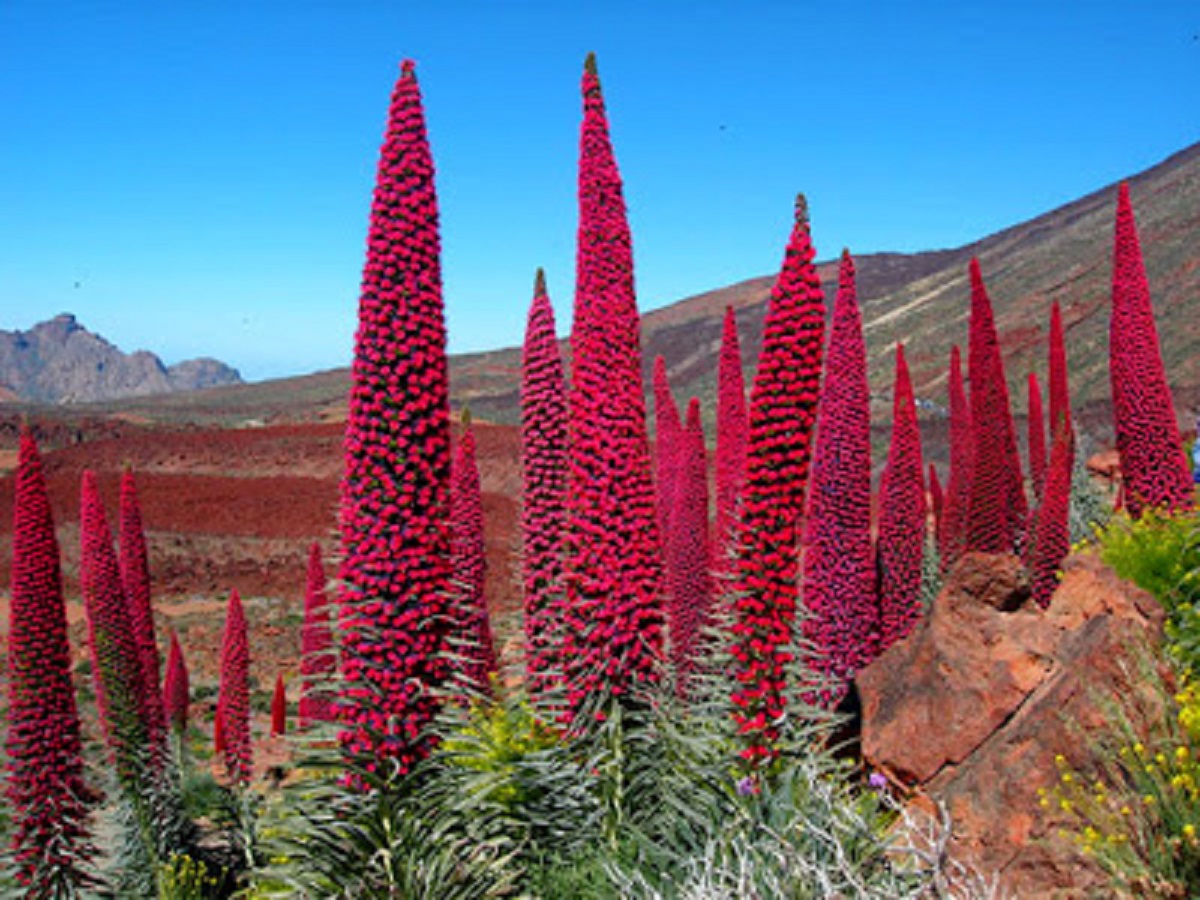 Flores_de_Tajinaste_Rojo.jpg