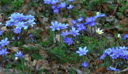 Flower in the forest on GIF HD #1.gif