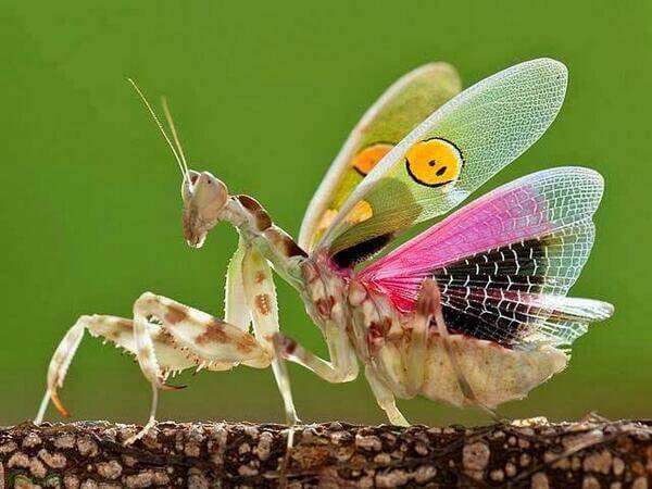 Flower-Mantis.jpg
