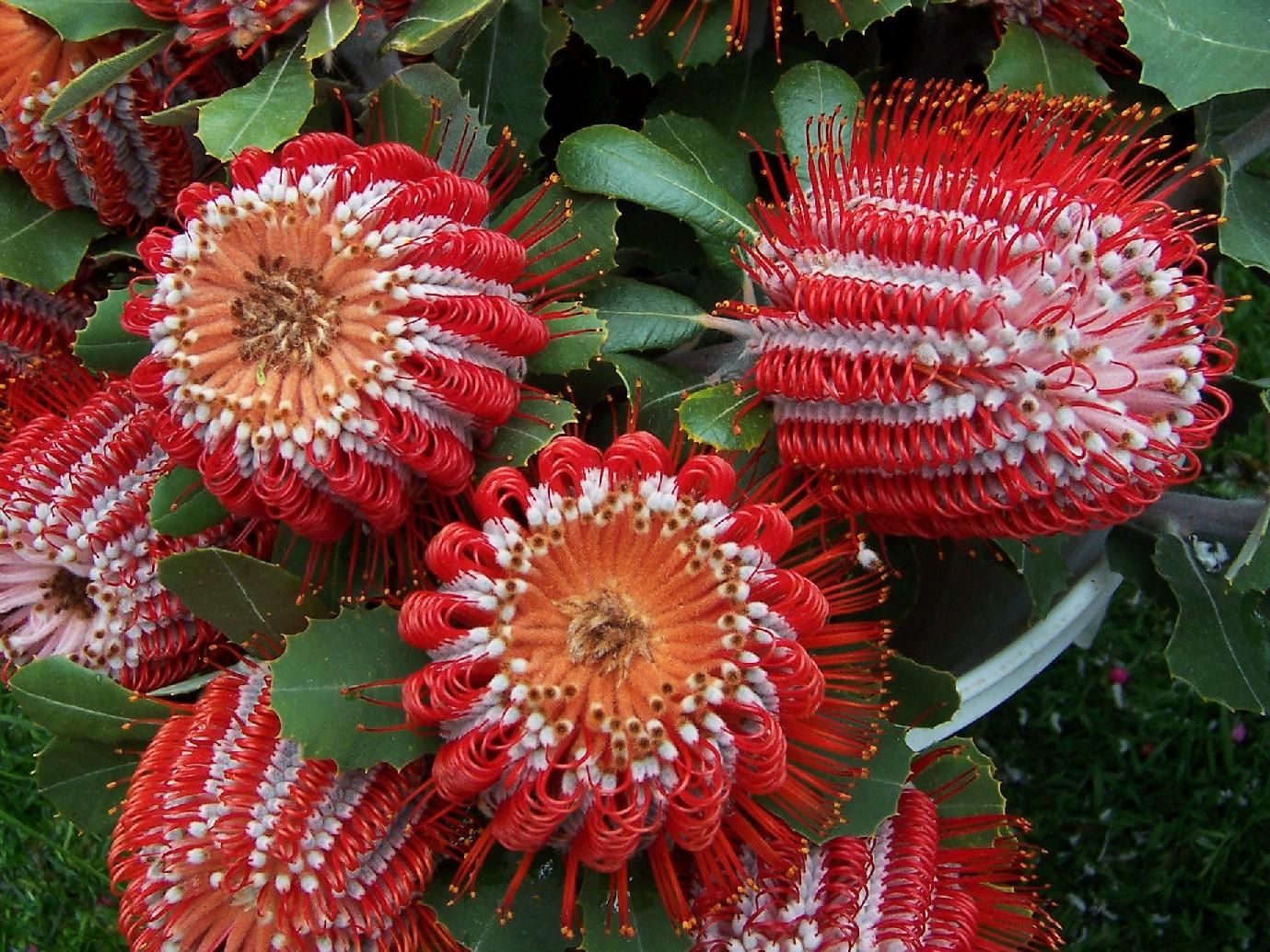 flowering-banksia.jpg