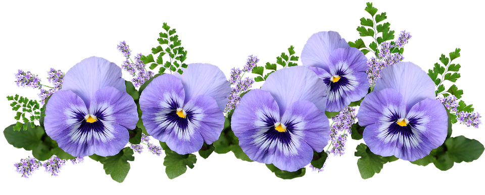 flowers-4241826_960_720.png