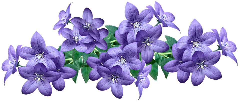 flowers-4719740_960_720.png