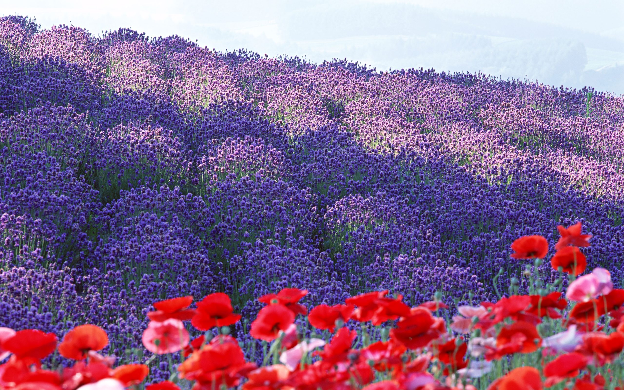 flowers_garden_on_valley_tulip-wide.jpg