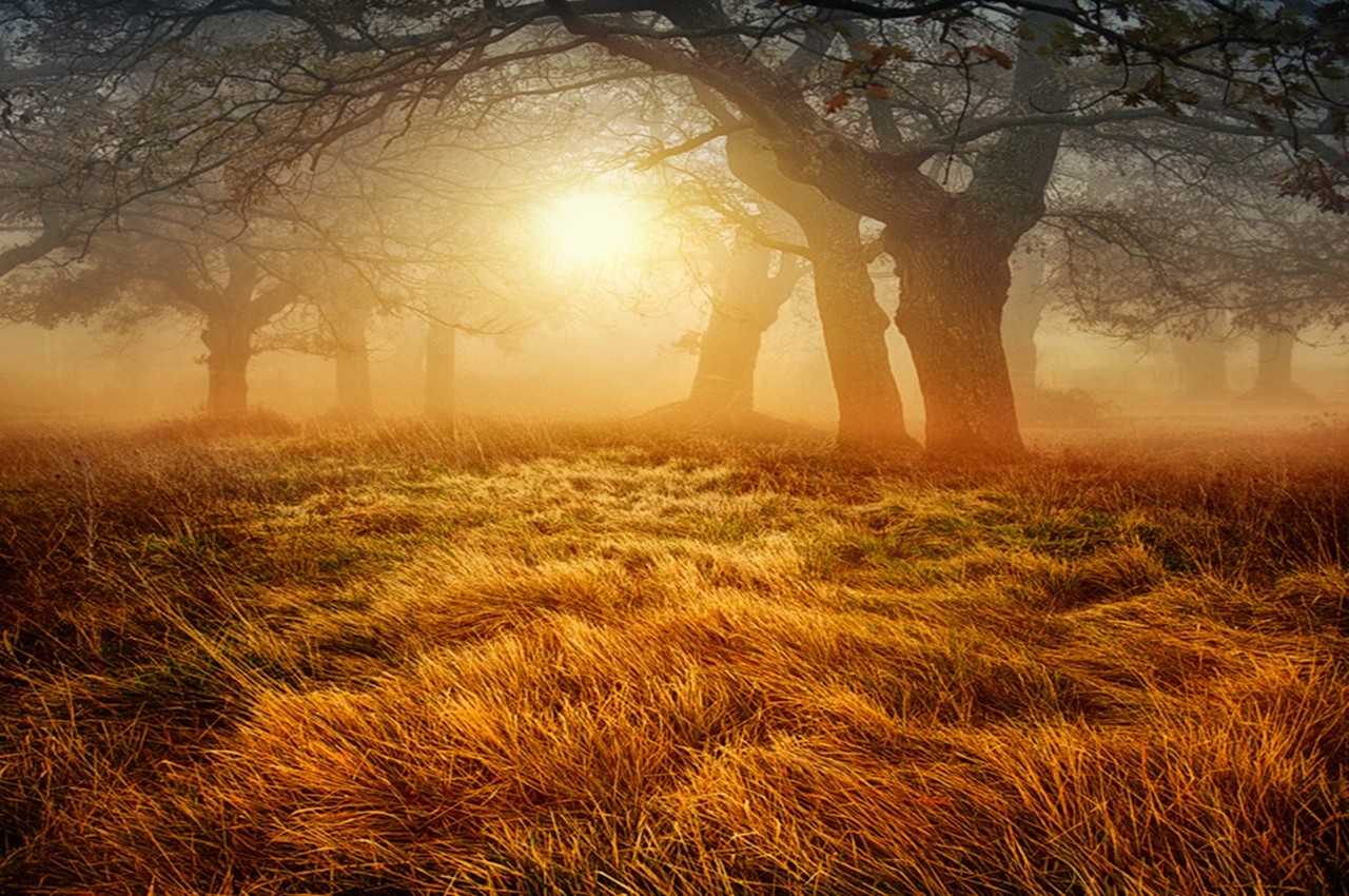 forests-morning-fog-golden-grass-enchanted-misty-sunrise-trees-forest-hd-3d.jpg