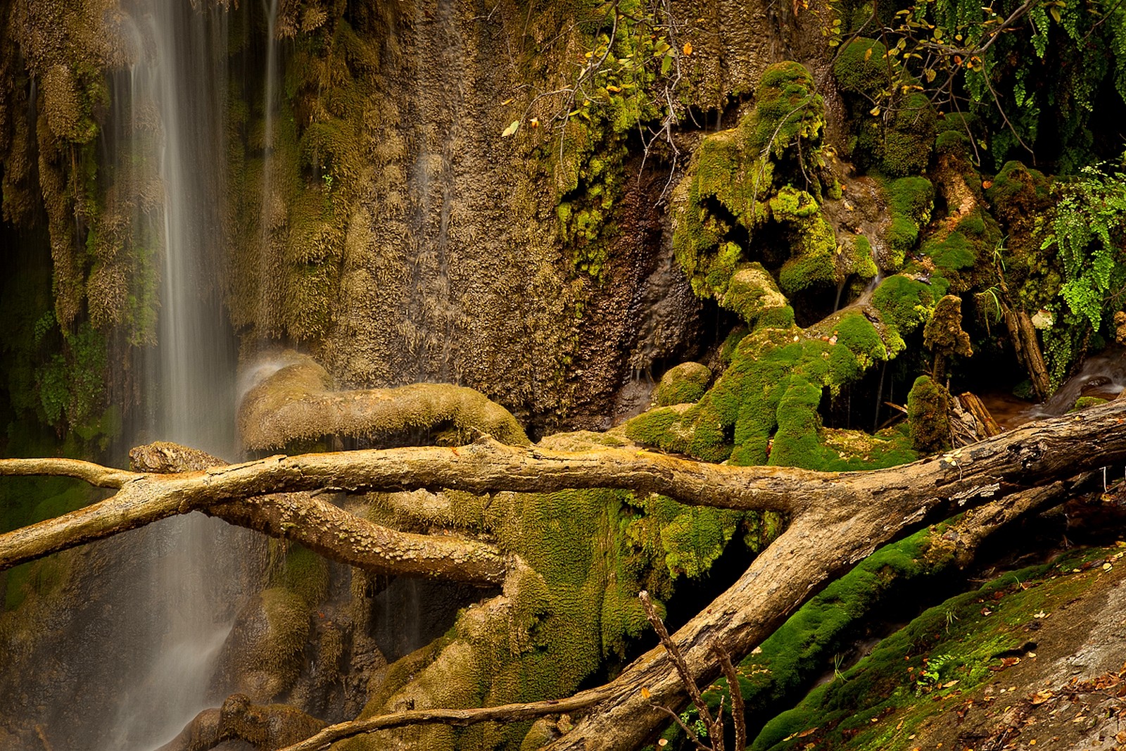 forests-moss-falls-texas-branch-waterfalls-rain-forest-rock-trees-wallpaper-for-android.jpg