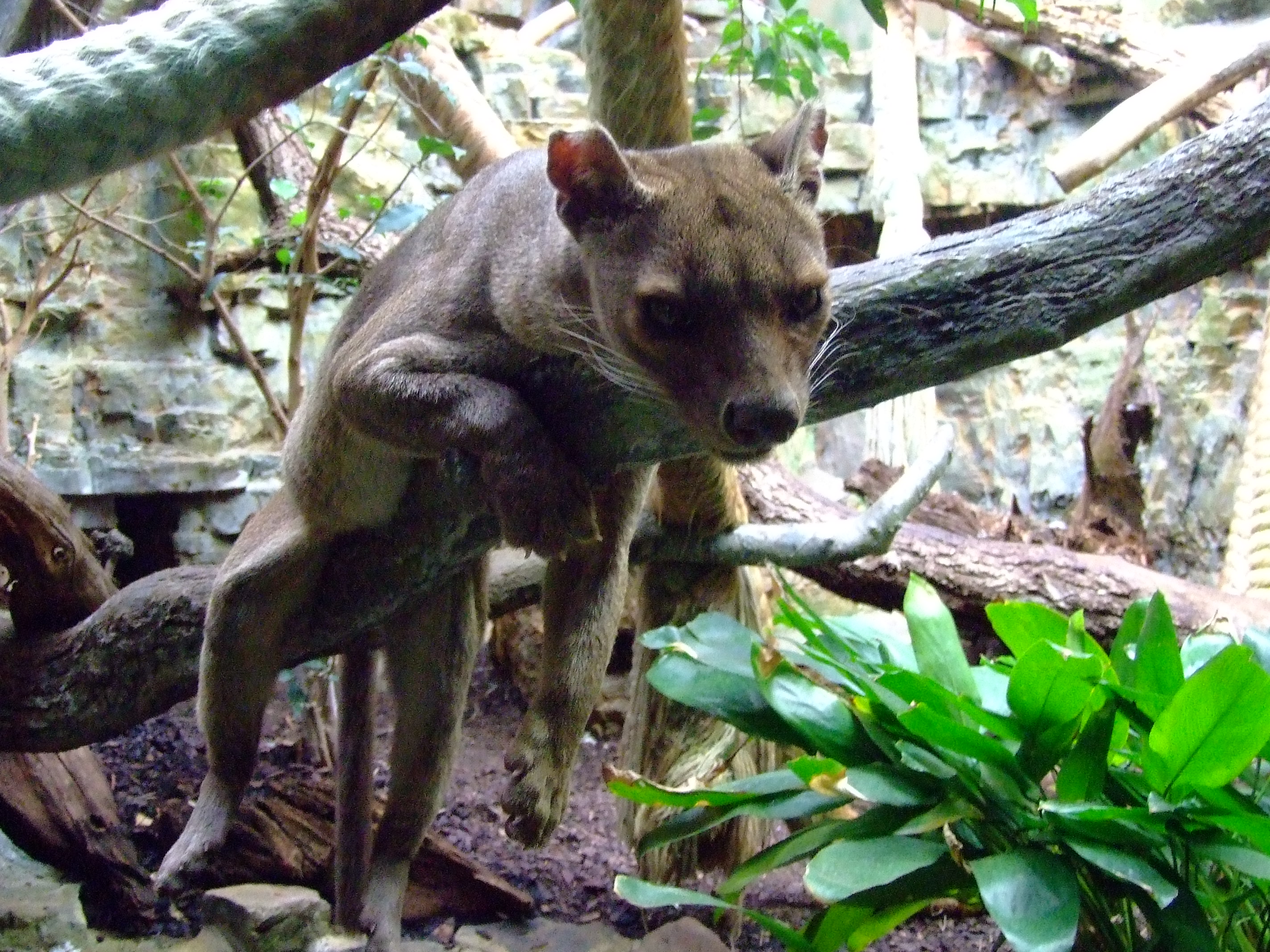 Fossa_zoo_frankfurt.JPG