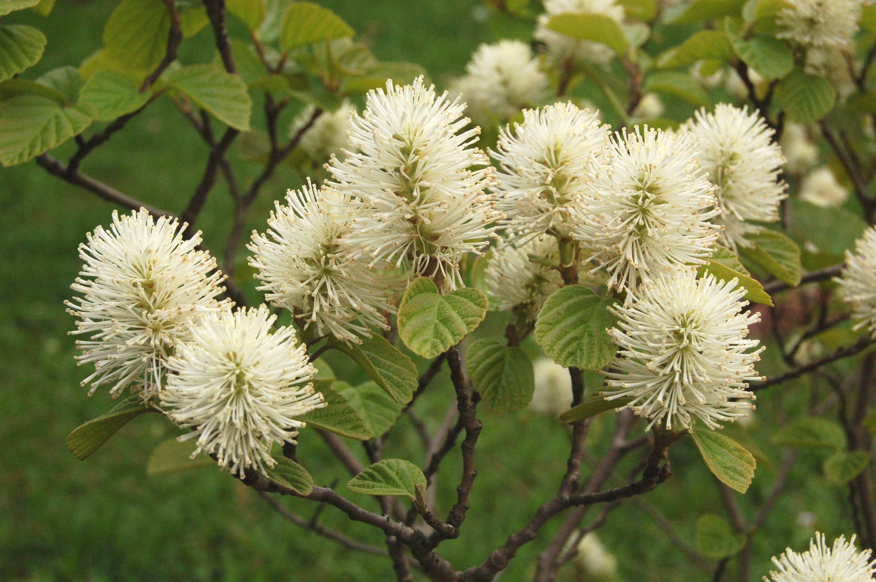 fothergilla_major.jpg