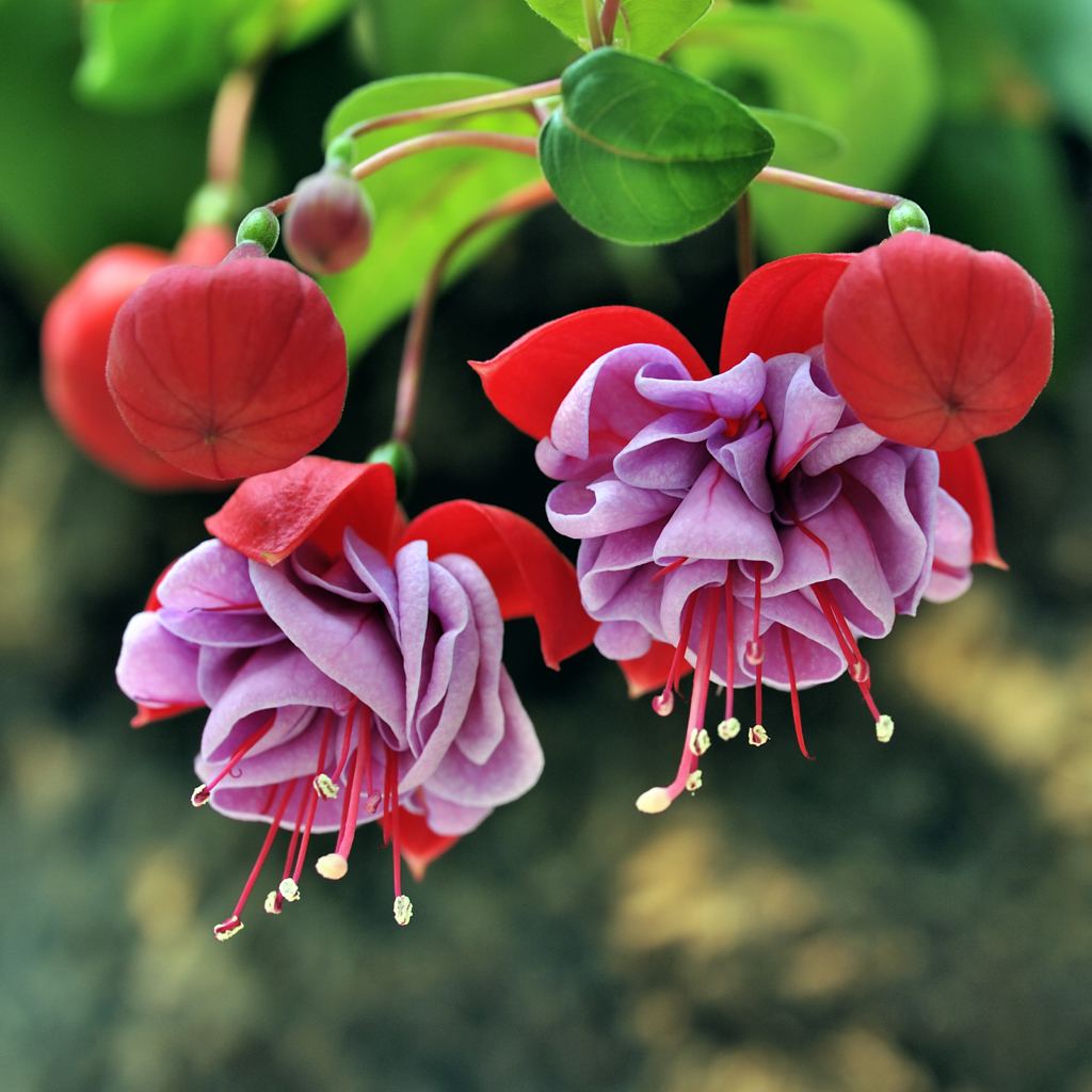 Fuchsia-hybrida_11.jpg