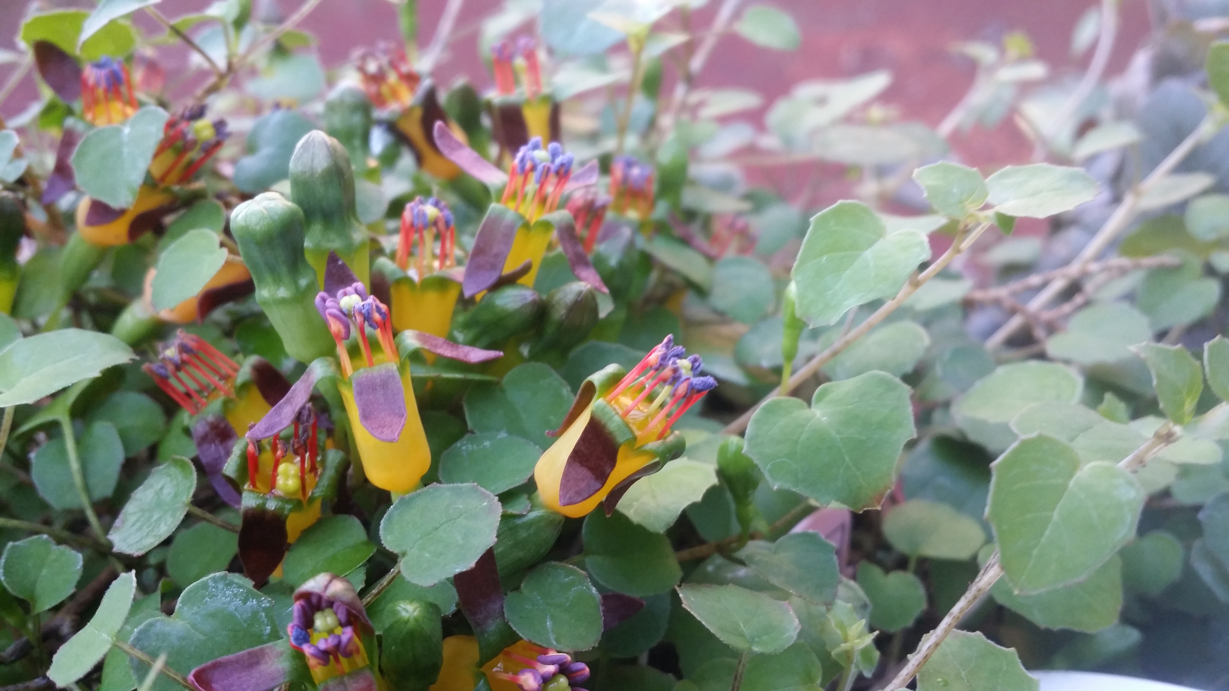 Fuchsia_procumbens02.jpg