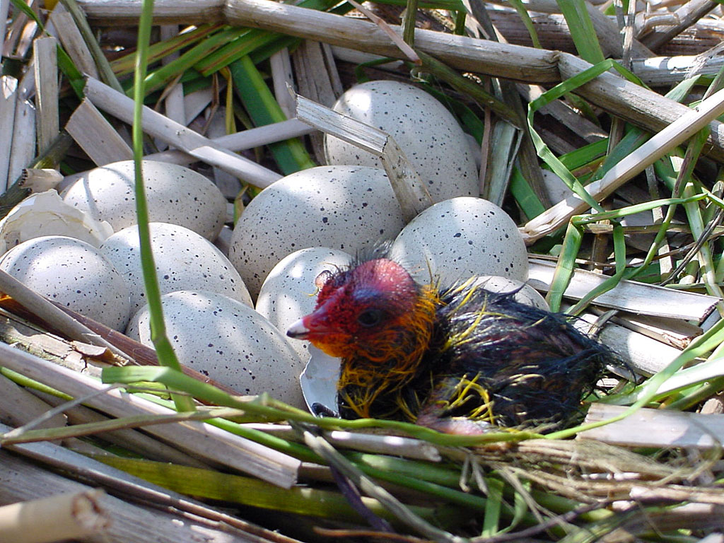 fulica-atra-2.jpg