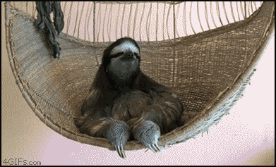 funniest-animal-gifs-sloth-chilling.gif