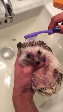 funny-animated-gifs-how-to-clean-your-hedgehog.gif