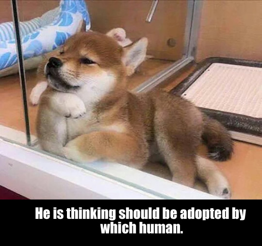 funny-dog-shelter-adopted.jpg
