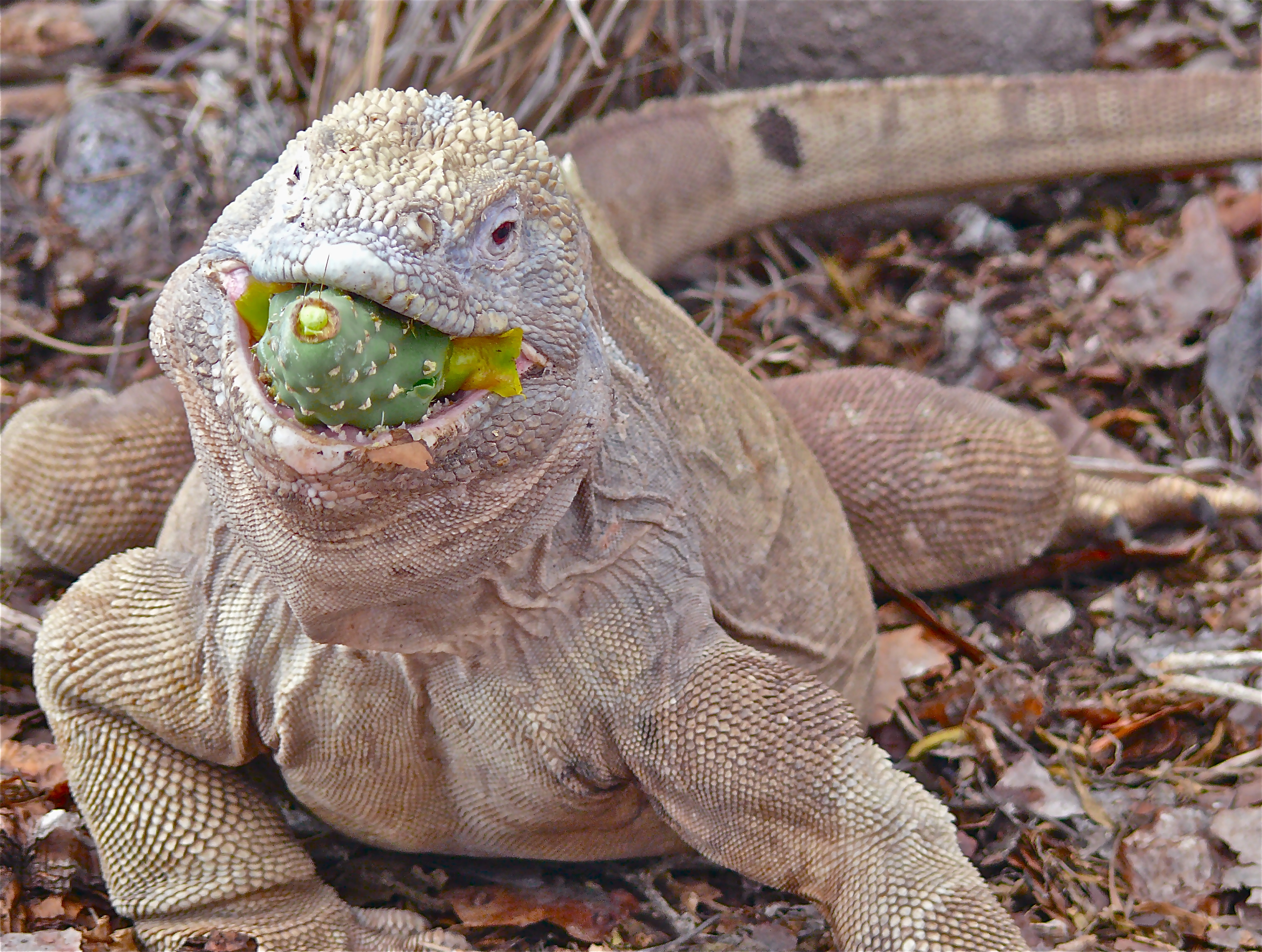 galapagos-iguana.jpg