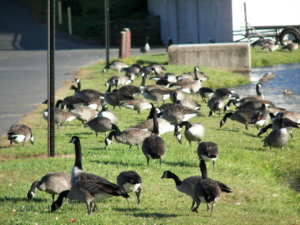 geese_by_vejur-d3333wc.jpg