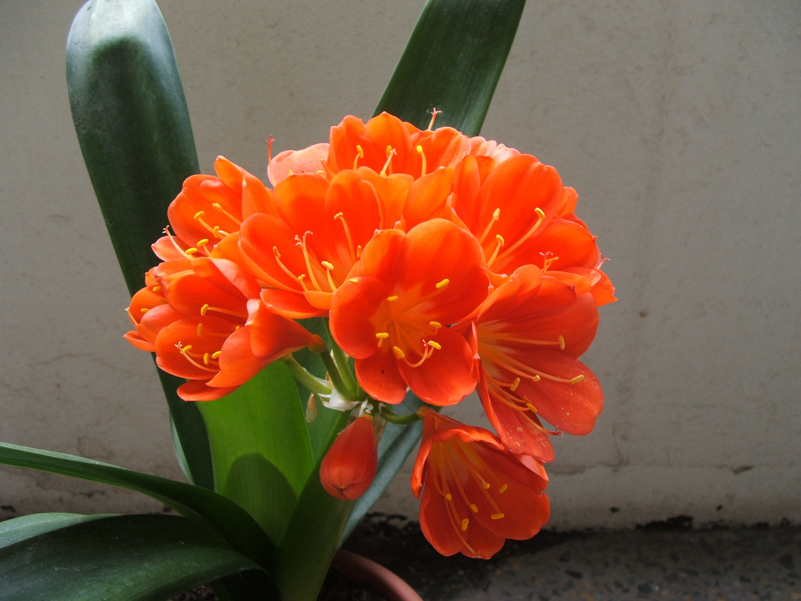 Genova-Clivia_orange-006.jpg