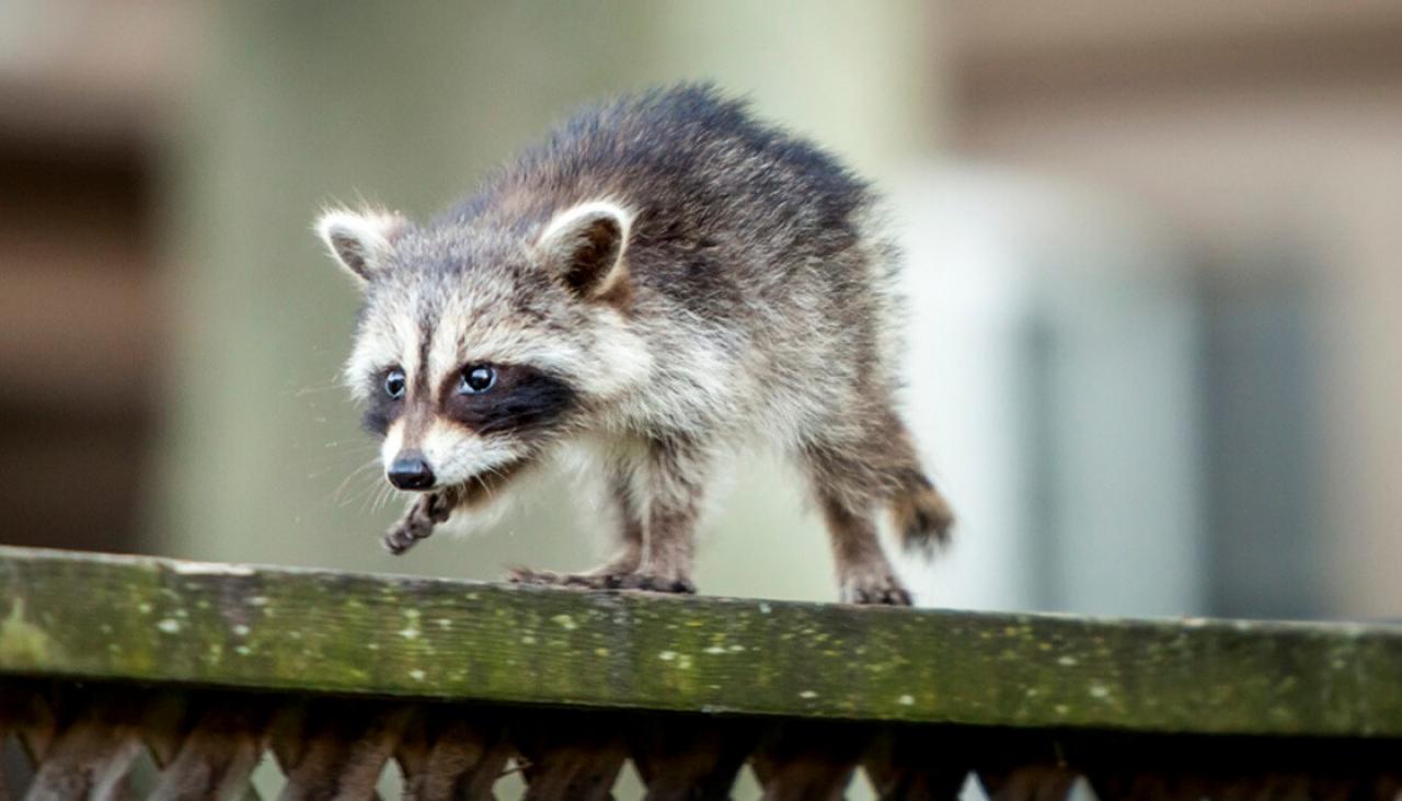 GETTY-898980806-baby-raccoon-on-a-fence-1120.jpg