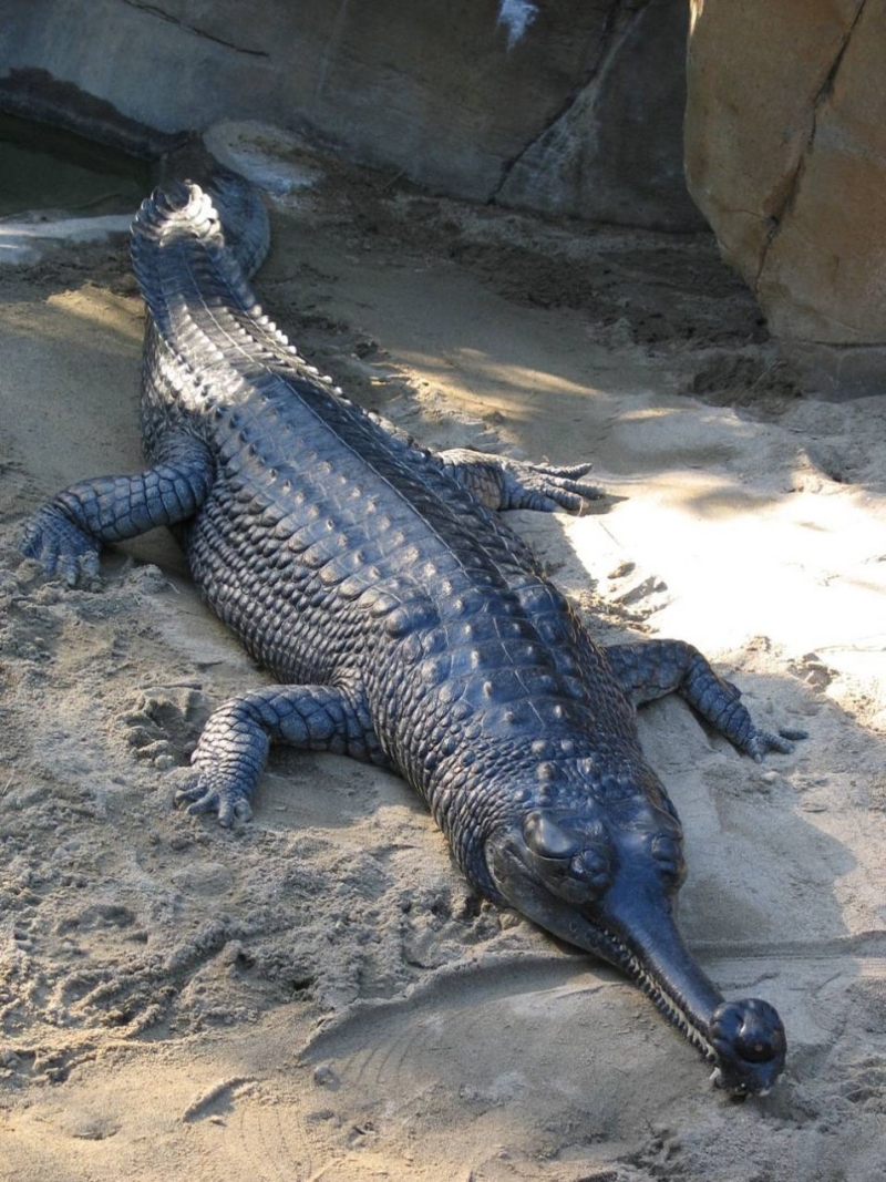 Gharial-Crocodile.jpg