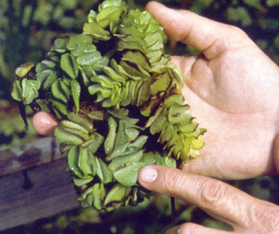 giant-salvinia-photo.jpg