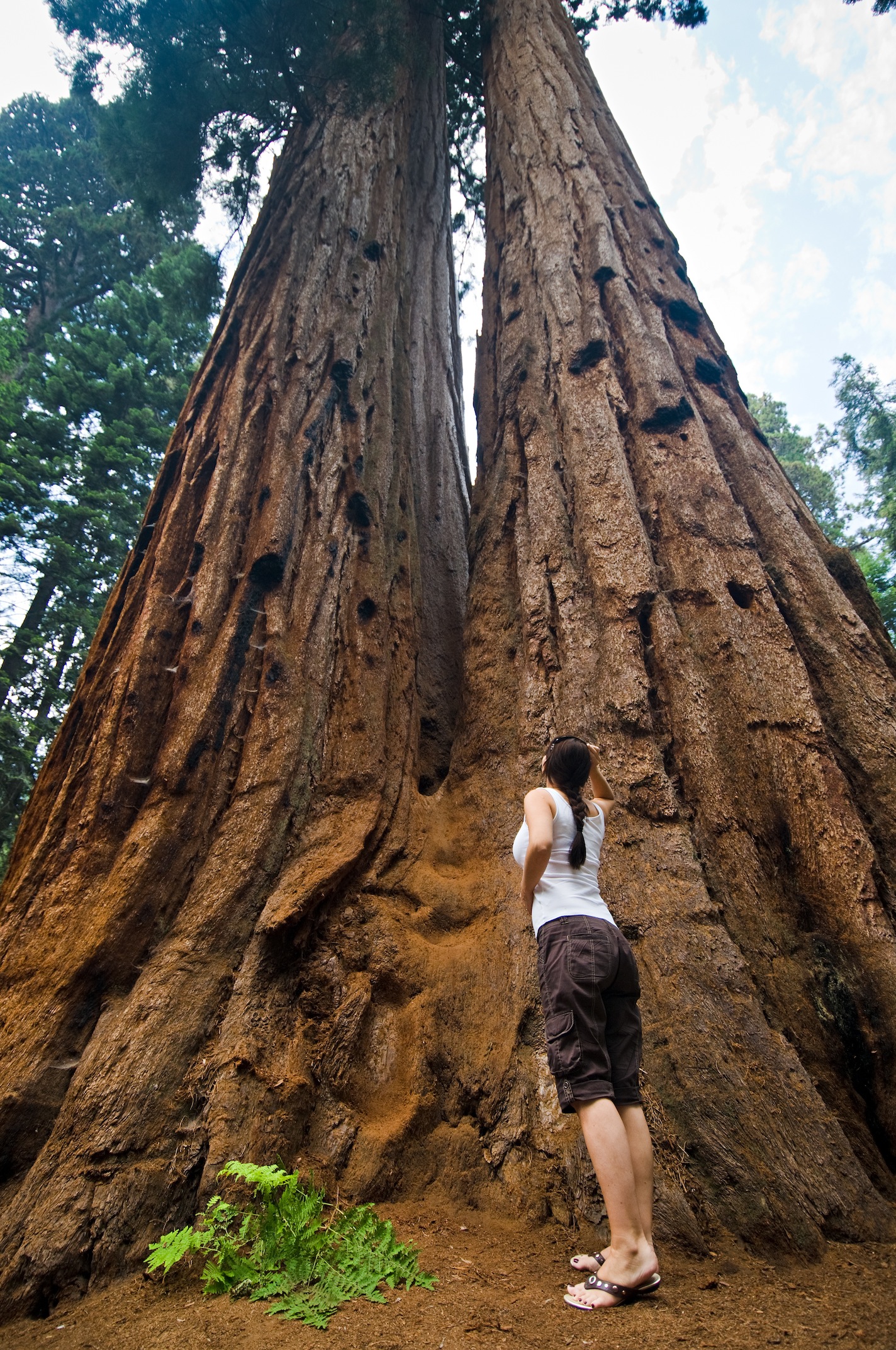 GiantSequoia1.jpg