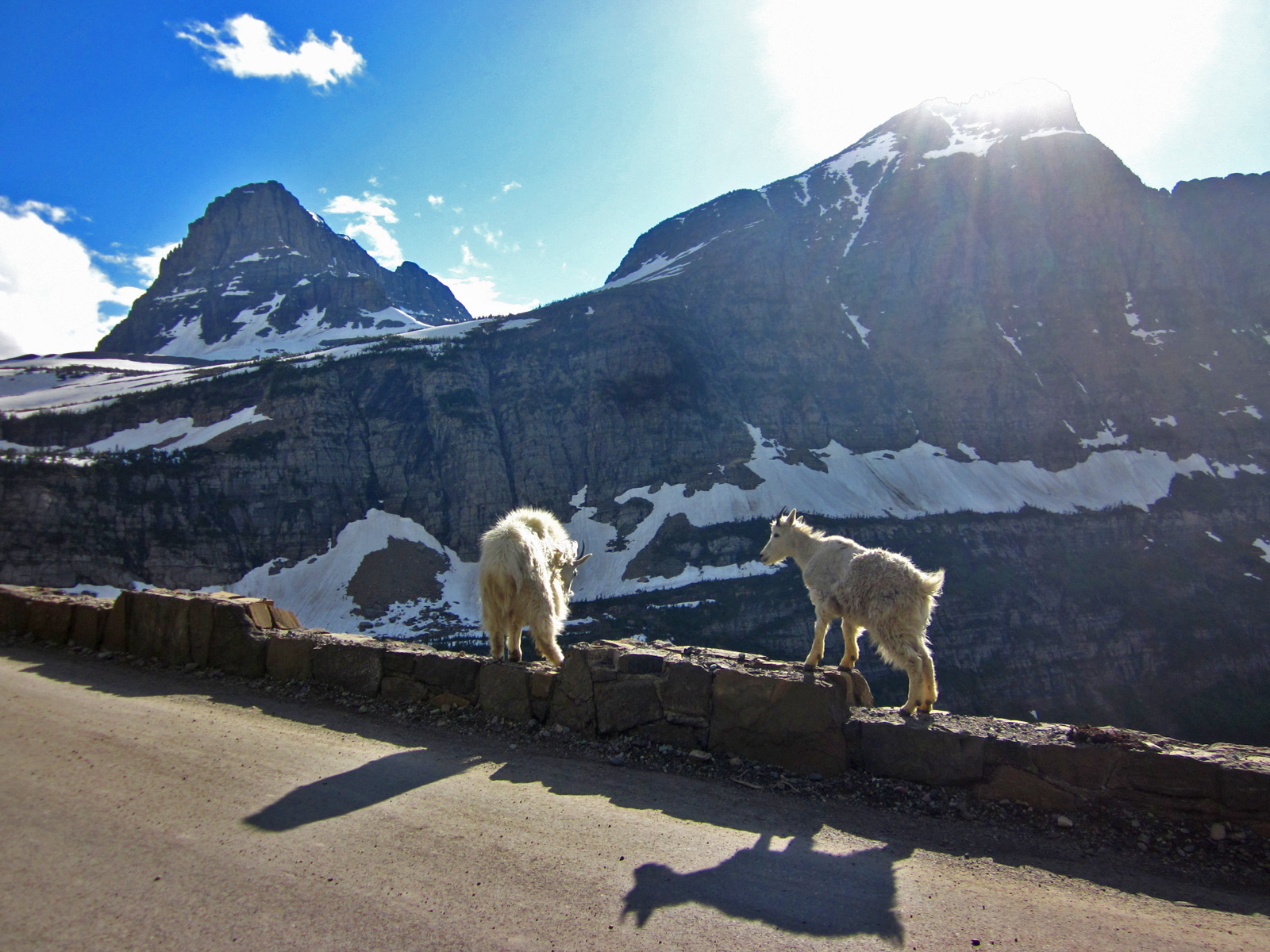 glacier-national-park-mountain-goats.jpg