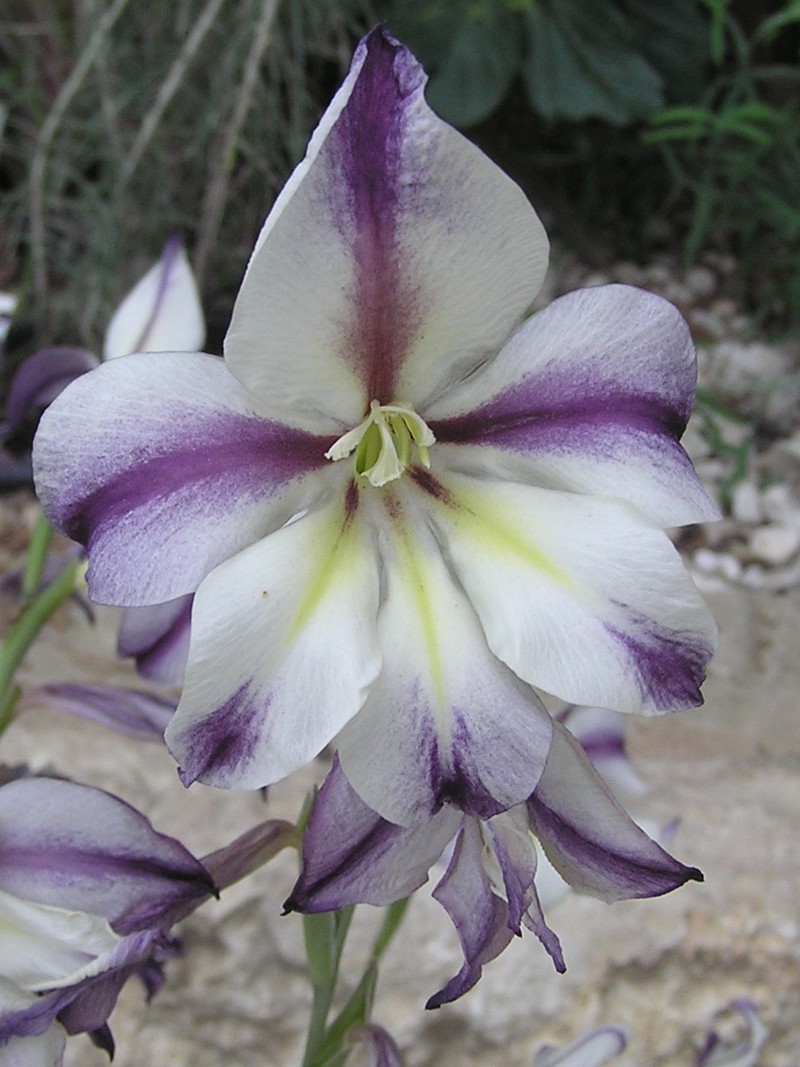 Gladiolus_carinatus1.jpg