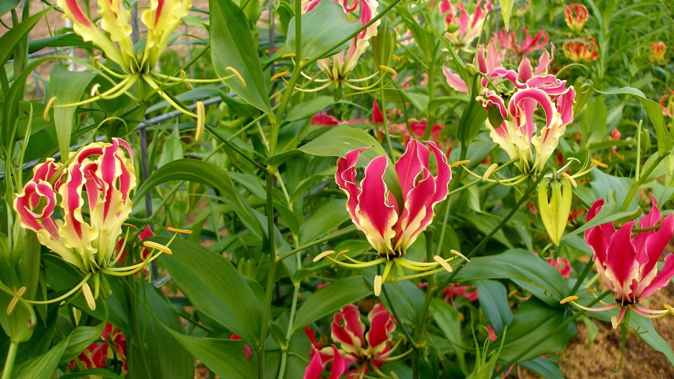 gloriosa_flowers_garden_green_45248_1366x768.jpg