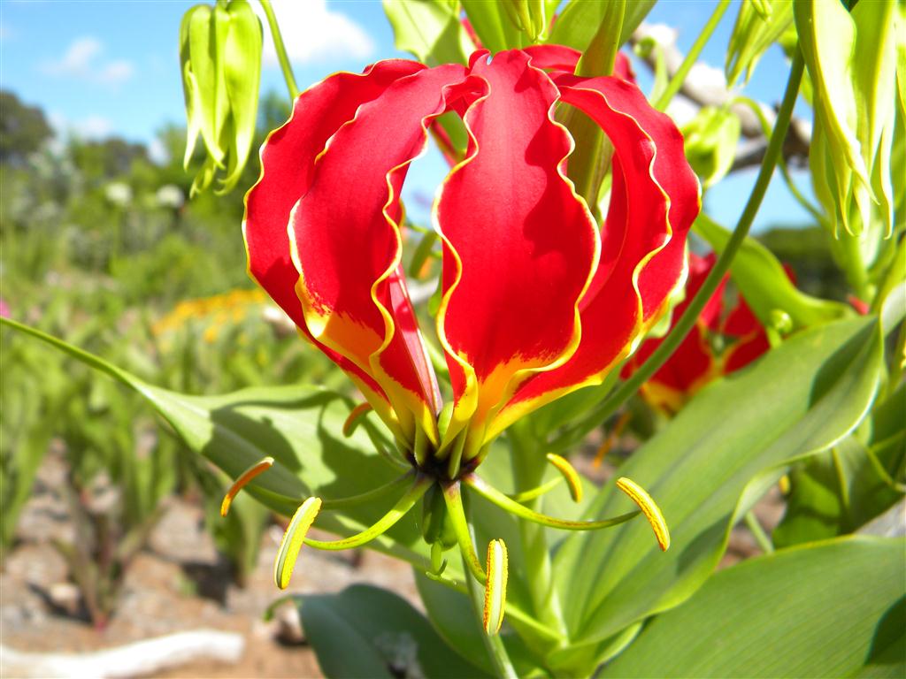 Gloriosa_Superba_Seed_for_Importers.jpg