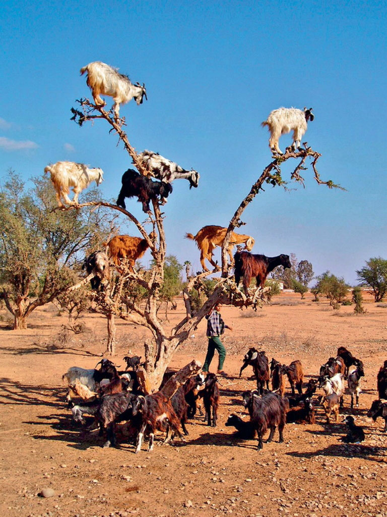 goats-in-the-trees-009.jpg