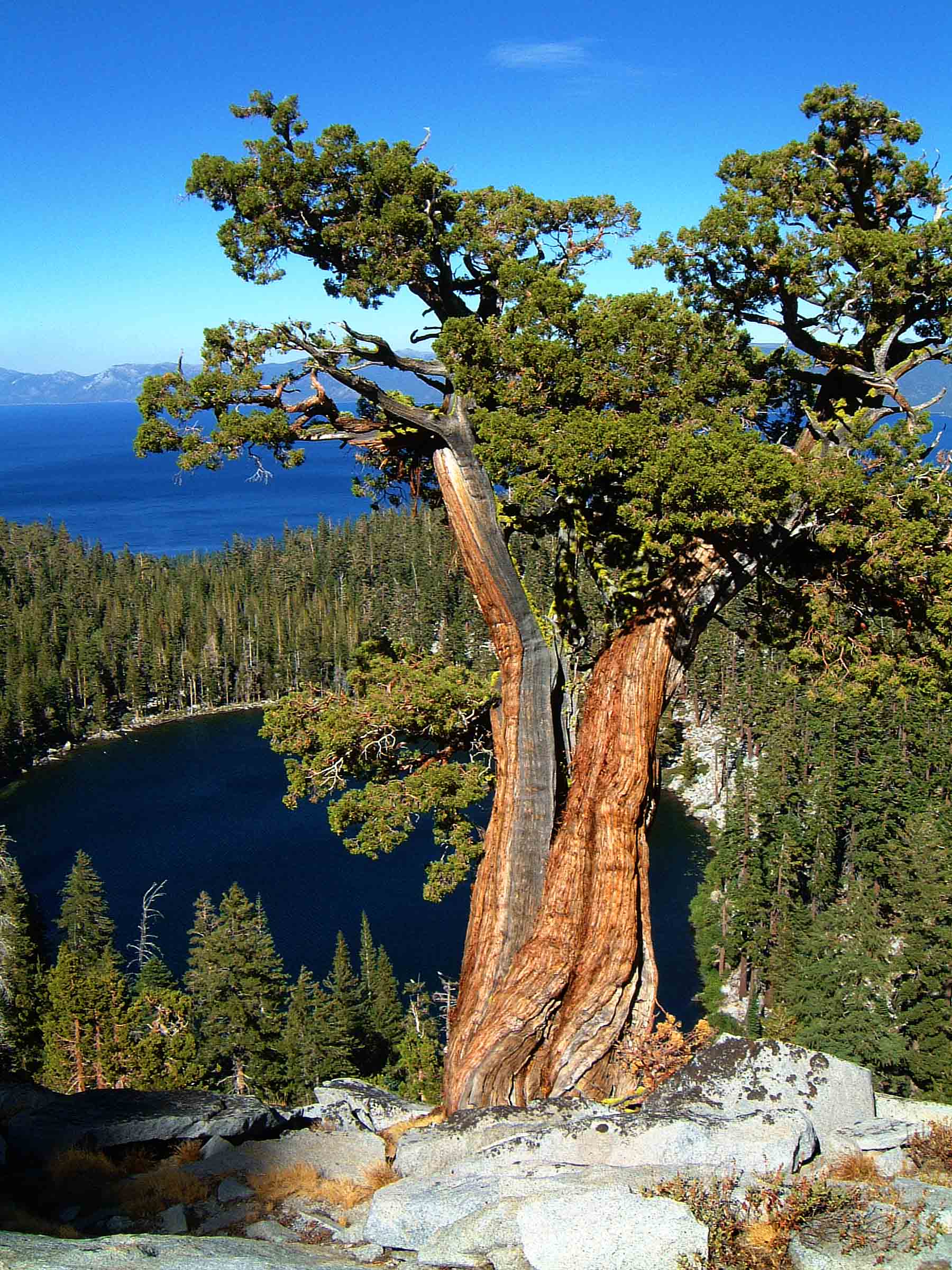 Granite-Lake-Tree-View-2853.jpg