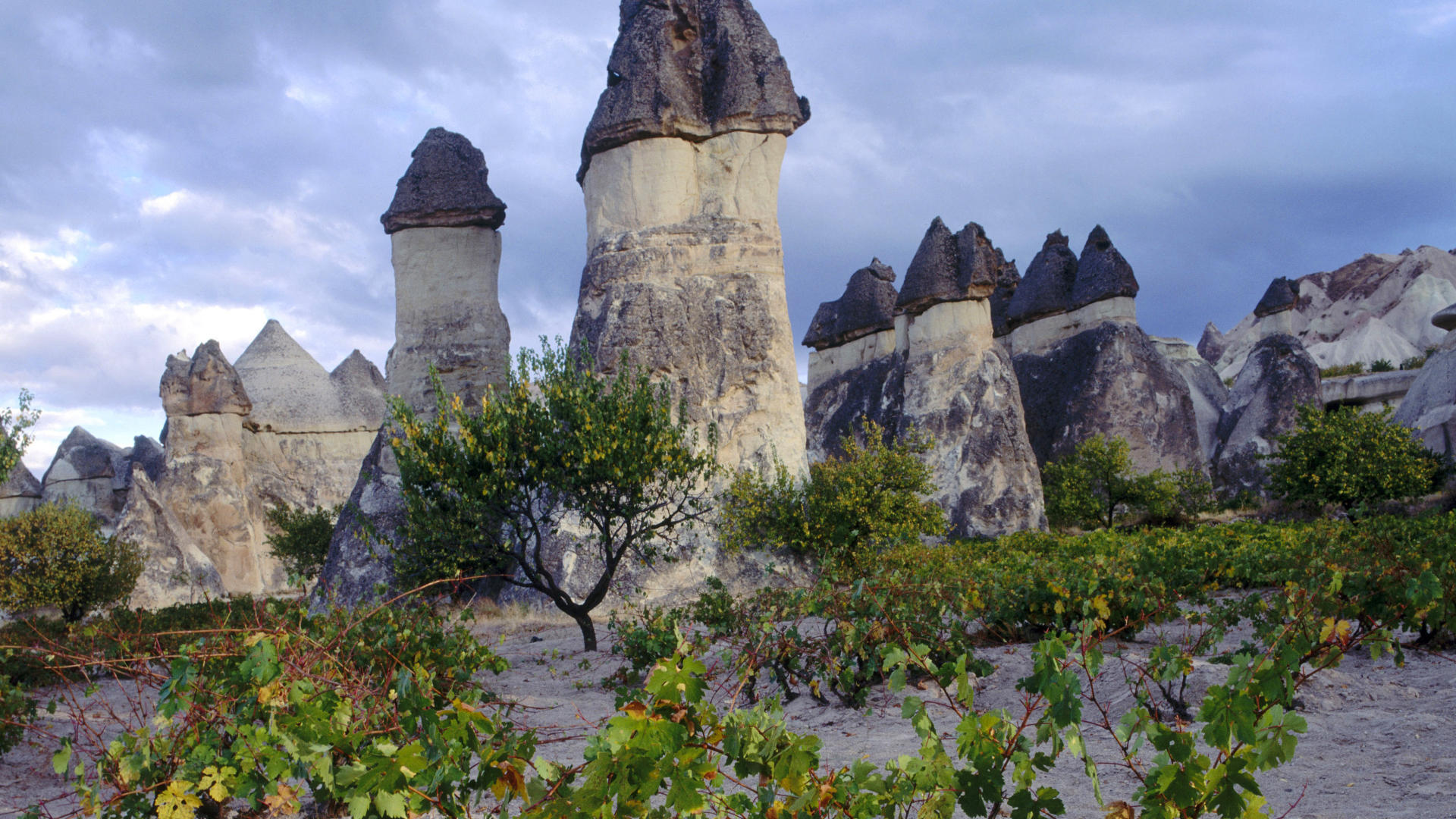 grapevines_and_fairy_chimneys_cappadocia_turkey_wallpaper-HD.jpg