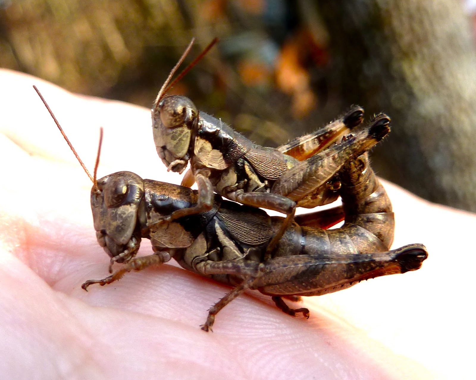 Grasshopper Sex - 9.jpg